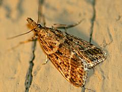 Many-spotted Scoparia
